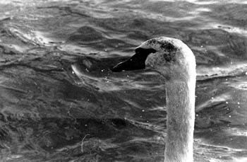 swan or 1990