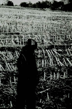 me in a cornfield