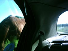 horse and car