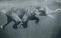 elefant.jpg