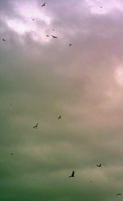 kites
