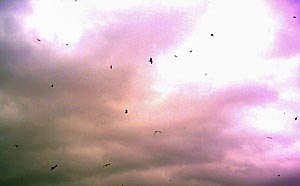 red-kites-and-crows